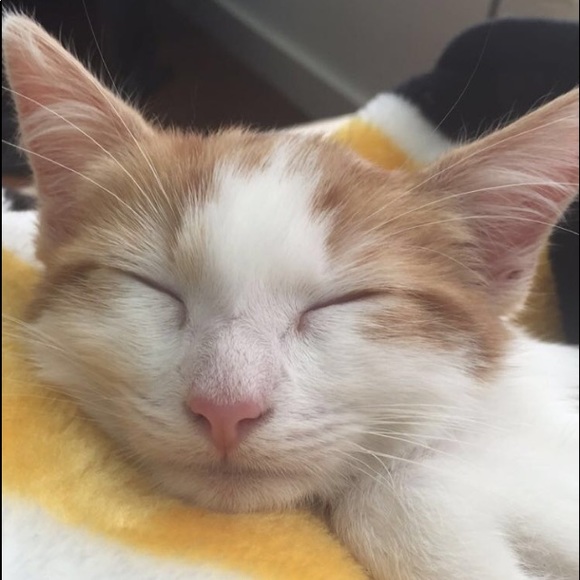 Meet your Posher, Denise - Picture 1 of 1